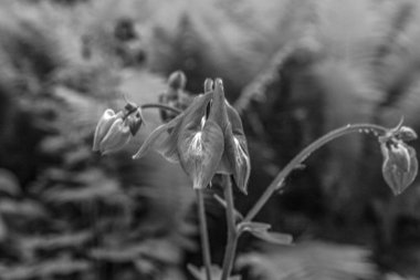 siyah ve beyaz çiçekler