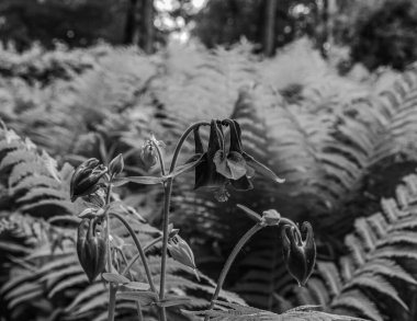 siyah ve beyaz çiçekler