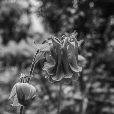 Çiçeğin siyah beyaz fotoğrafı.