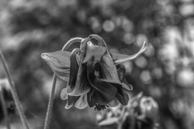 Bahçedeki güzel çiçekler