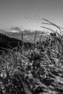 Dağlardaki bir ağacın siyah beyaz fotoğrafı.