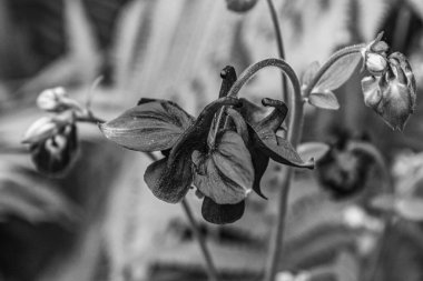 Güzel botanik fotoğrafı, doğal duvar kağıdı.