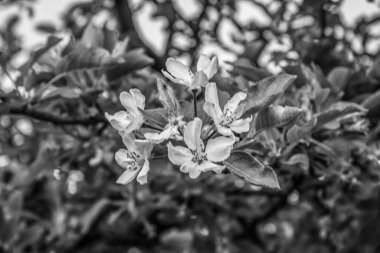 Bahçede beyaz çiçekler