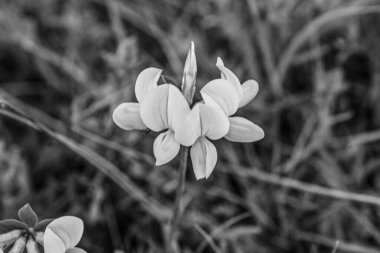 Baharda güzel beyaz zambak