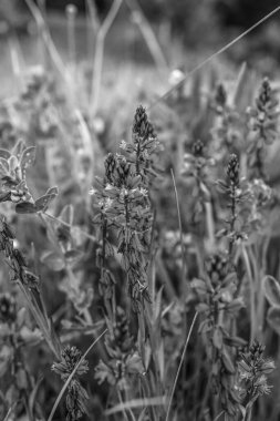 Doğanın güzel manzarası