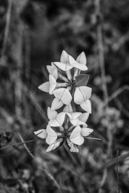 Bahçedeki güzel çiçekler