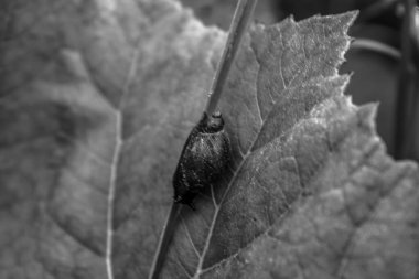 Ormanın güzel manzarası