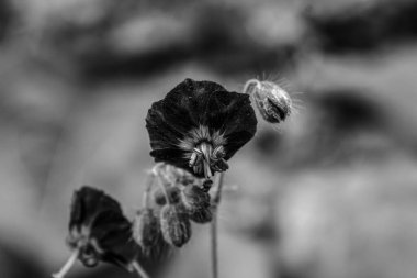 Siyah ve beyaz gelincik çiçeğinin seçici odak noktası.