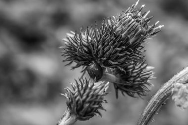 bir devedikeni çiçeğinin siyah beyaz fotoğrafı