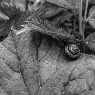 Bahçedeki çimlerde salyangoz, siyah beyaz