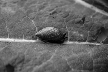 Yerde bir salyangozun yakın çekimi.