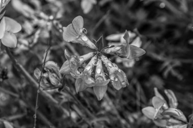 Güzel botanik fotoğrafı, doğal duvar kağıdı.
