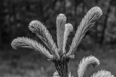 Bahçedeki bir bitkinin güzel çiçeği