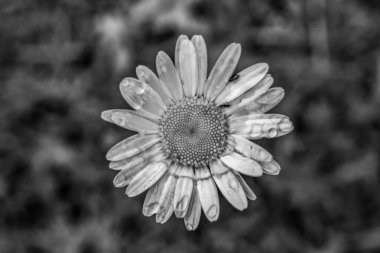 Bahçedeki siyah beyaz çiçek