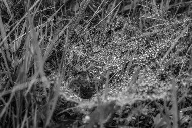 Genç ve güzel bir örümceğin siyah beyaz fotoğrafı