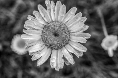 Yazın bahçede beyaz çiçek