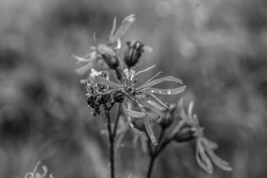 Bahçedeki siyah beyaz çiçekler