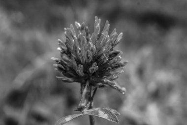 siyah ve beyaz çiçekler