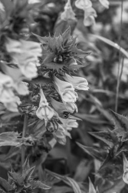 Bahçedeki güzel çiçek.