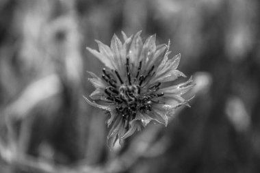 Güzel bir çiçeğin yakın plan çekimi.