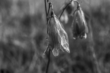 Güzel çiçek açan orkide çiçeğine yaklaş.