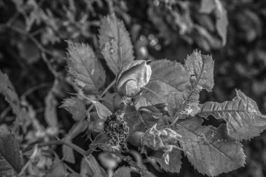 Parktaki bir ağacın siyah beyaz fotoğrafı.