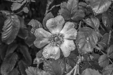 Güzel botanik fotoğrafı, doğal duvar kağıdı.