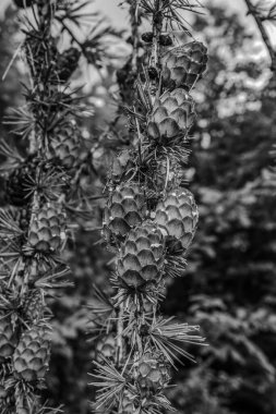 siyah ve beyaz kozalak