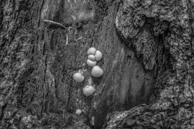 Ormandaki bir ağacın siyah beyaz fotoğrafı.