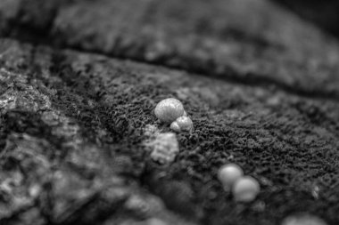 deniz tuzunun siyah beyaz fotoğrafı