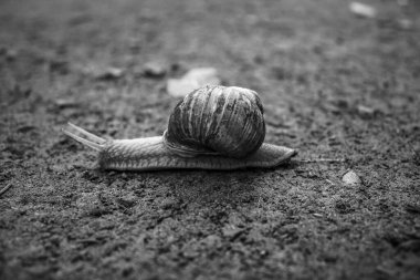 Bahçedeki salyangoz