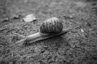 ormandaki bir salyangoz