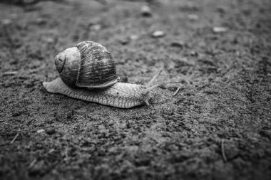 Bahçede yerde salyangoz