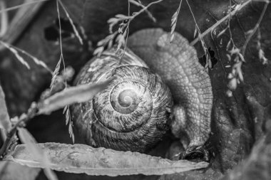 Doğadaki salyangoz.