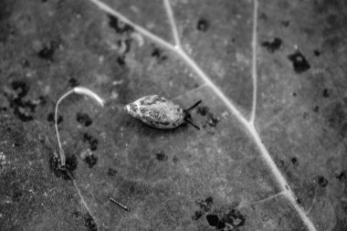 Taş yüzeydeki küçük bir salyangozun gri tonlu görüntüsü.