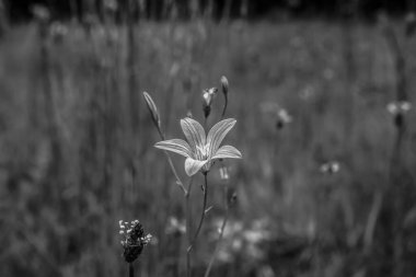 Bahçedeki güzel çiçekler