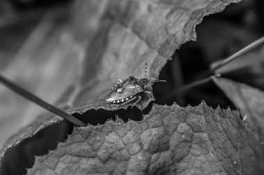 Yapraktaki örümcek