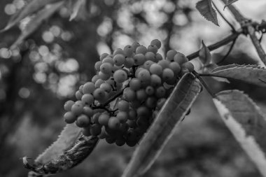 Macro photo, Animals, Nature, urope, Eastern Europe, Romania   