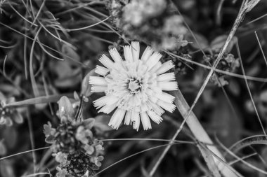 Bahçedeki güzel çiçekler