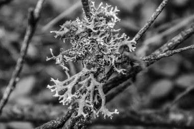 bir ağacın siyah beyaz fotoğrafı