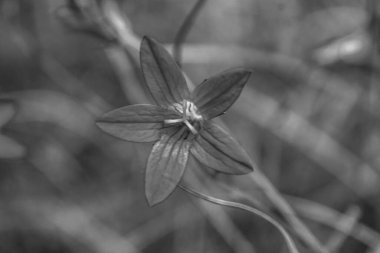 Siyah beyaz bir çiçeğin yakın çekimi.