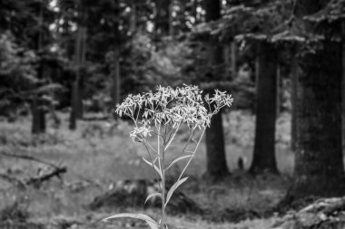 Siyah beyaz ağaçtaki güzel beyaz çiçek.