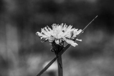 Bahçedeki beyaz çiçek