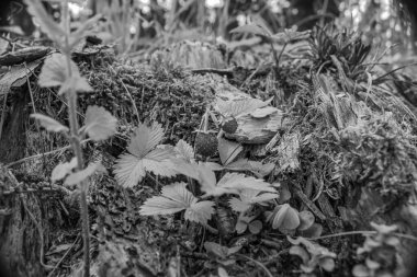 Bahçedeki güzel çiçekler