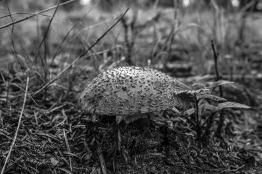 ormandaki beyaz mantar