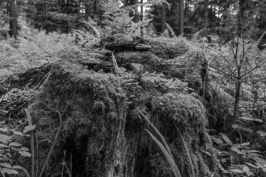 Macro photo, Animals, Nature, urope, Eastern Europe, Romania   