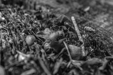 Bahçedeki kuru yaprakların dikey görüntüsü.