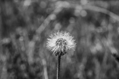 Çayırdaki çimlerin üzerinde karahindiba çiçeği
