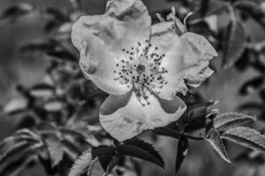 Bahçedeki çalılığın arka planında beyaz bir çiçek