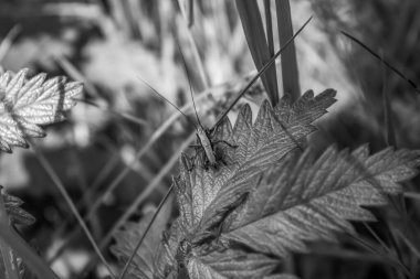 Bahçedeki güzel çiçekler